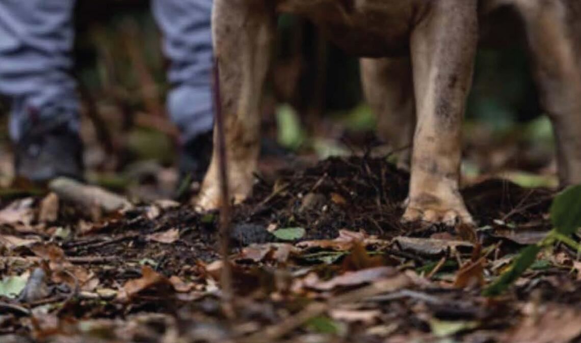 Untersuchungen hätten ergeben, dass der XL-Bully Toretto bereits angefangen hatte, den Mann bei lebendigem Leib zu fressen, berichtet die Nachrichtenagentur PA.