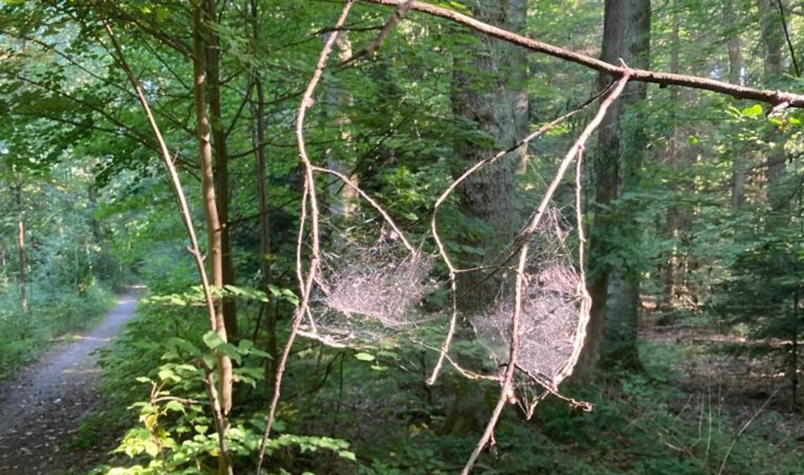 Unterwäsche im Wald? Foto: Barbara Czerwenka