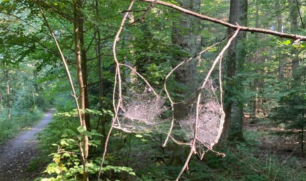 Unterwäsche im Wald? Foto: Barbara Czerwenka