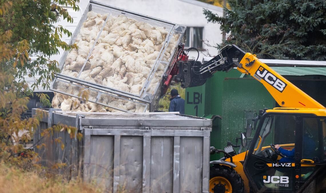 Unzählige Gänse und Enten mussten aufgrund des Vogelgrippe-Ausbruchs in Agrarbetrieben bereits getötet werden.  (Archivbild)