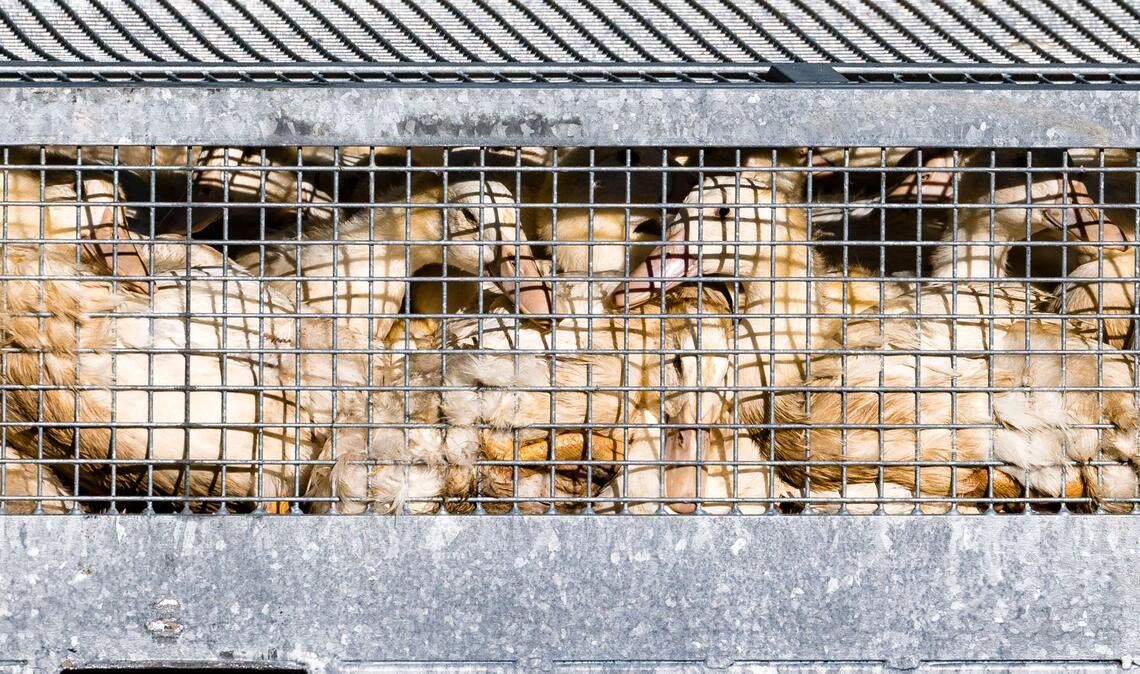 Unzählige Gänse und Enten mussten aufgrund des Vogelgrippe-Ausbruchs in Agrarbetrieben getötet werden.  (Archivbild)