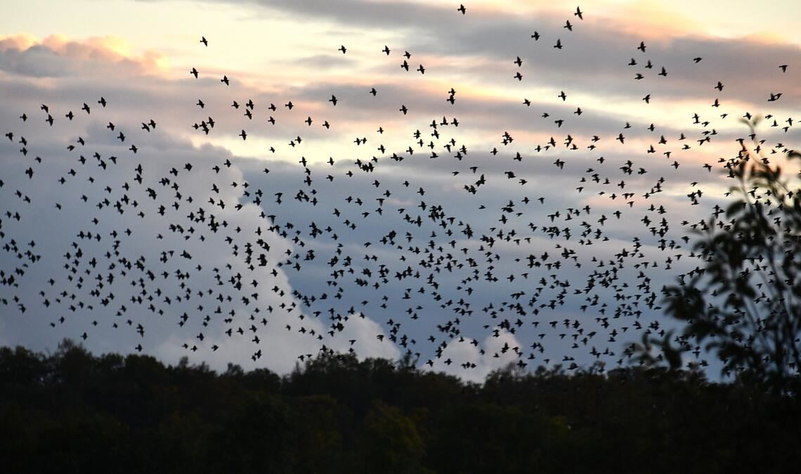 Spektakulär und ohne Kollisionen Unzählige Tiere vereinen sich zu einem Schwarm – und jeder weiß, wie er beziehungsweise sie sich zu bewegen hat. Foto: Bosch