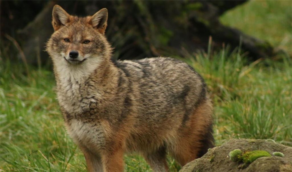 Ursprünglich von Indien bis Südosteuropa beheimatet, erreichte der Goldschakal Deutschland über Ungarn und Österreich.