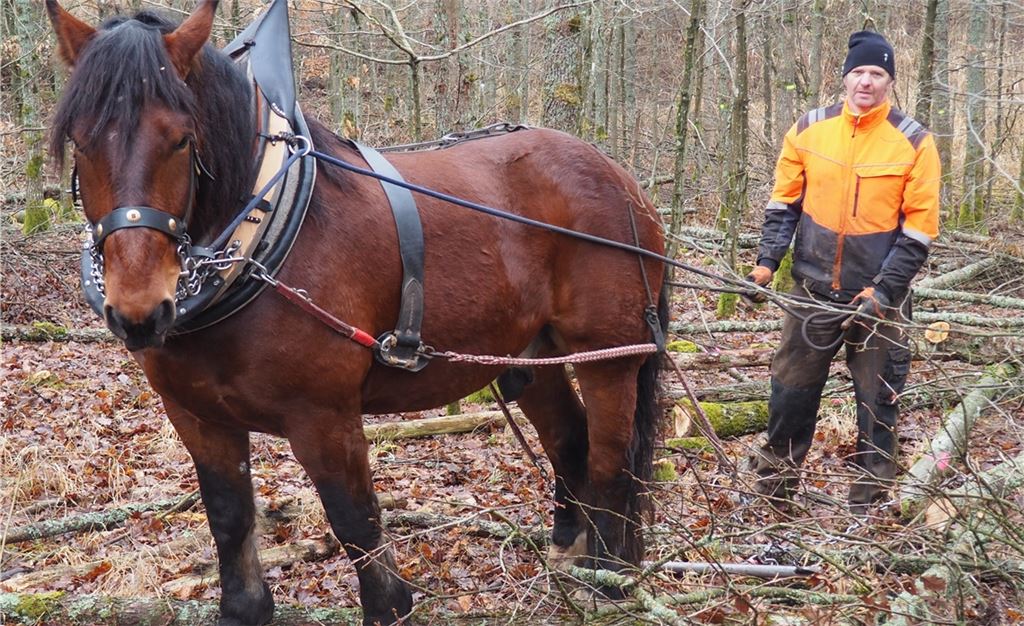 Uwe Eitel zieht mit seinem Rückepferd Bäume aus dem Maulbronner Forst. Foto: Müller