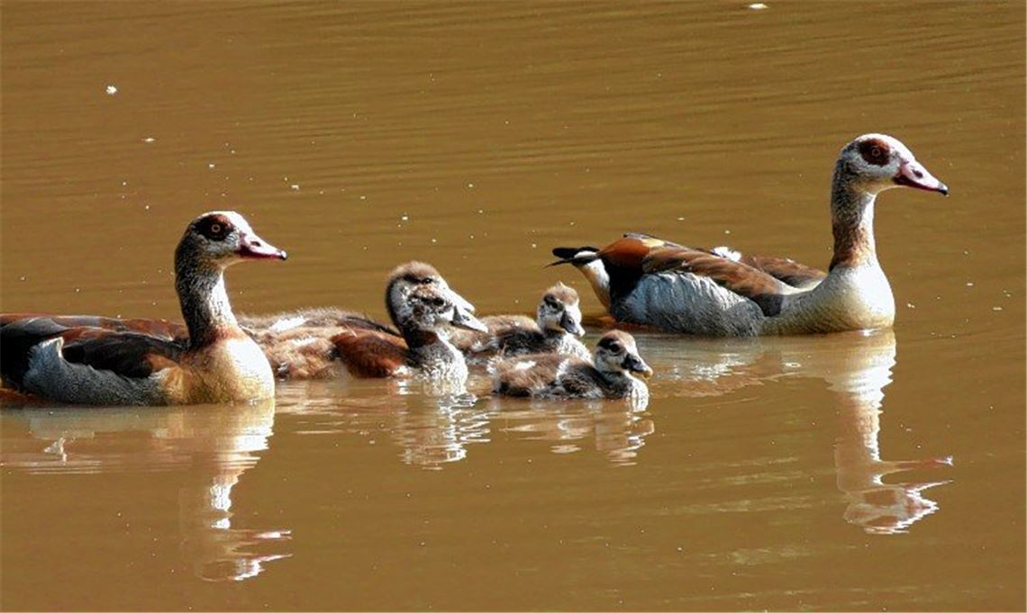 Gans ungestört