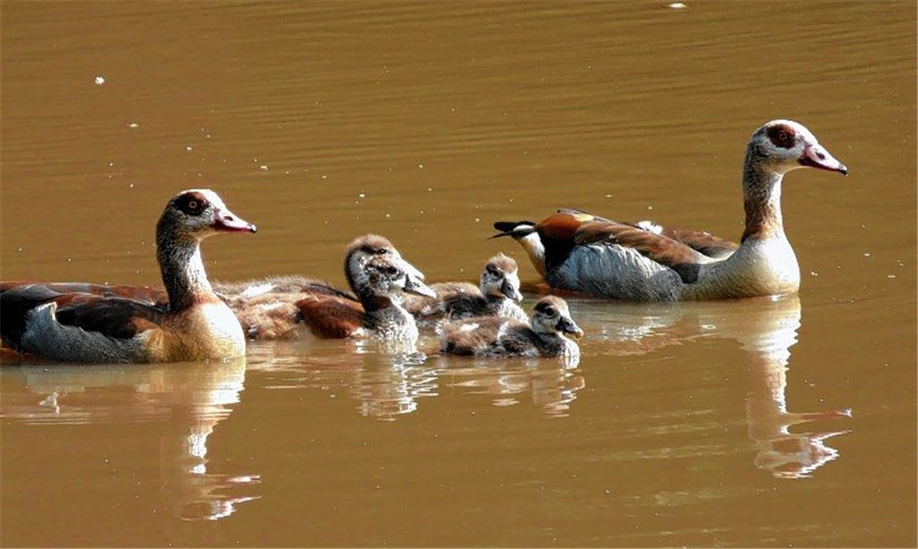 Gans ungestört