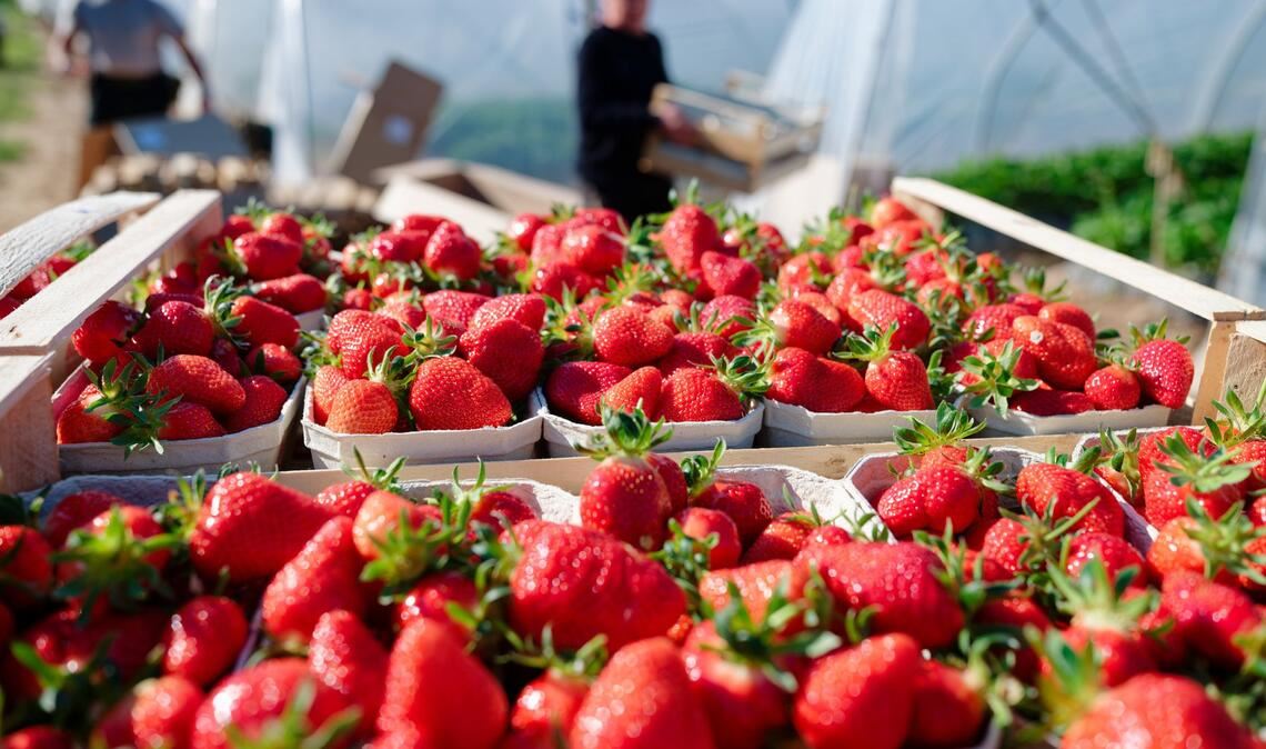 Verbraucher können aktuell besonders günstig Erdbeeren kaufen. (Archivbild)