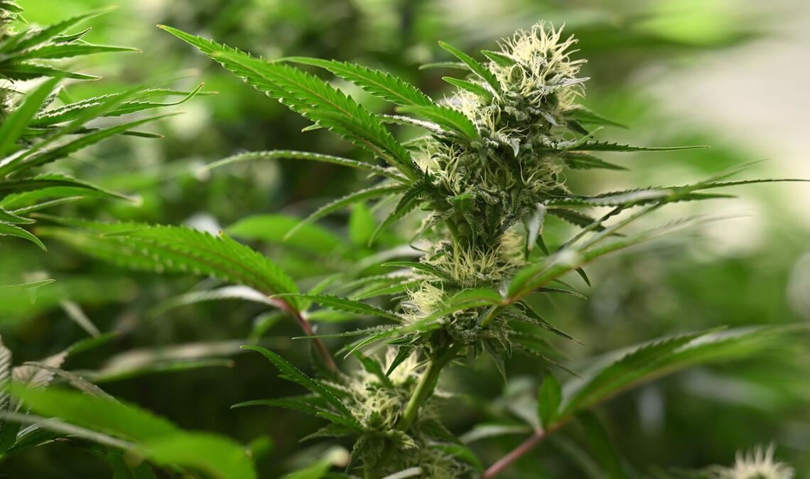 Vereine können seit dem 1. Juli 2024 Anträge für Cannabis-Anbauvereinigungen stellen. (Symbolbild)