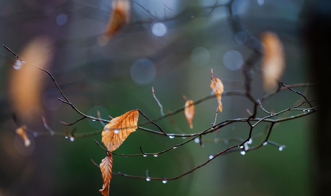 Vereinzelte Blätter hängen an einem Baum, auf dem sich Regentropfen sammeln.