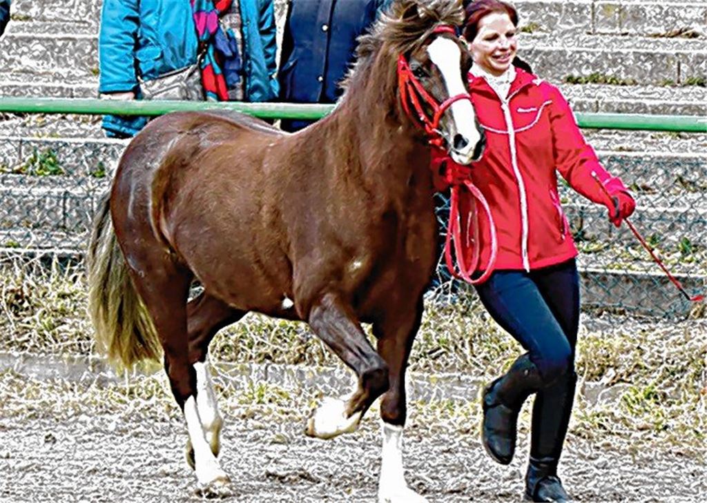 Mühlacker Ponys bei Pferdemarkt spitze