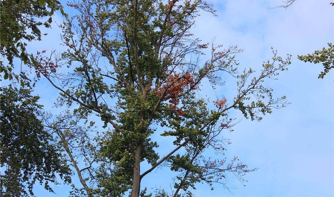 Klimawandel: Jeder vierte Baum stirbt ab Verfärbte Blätter in den Kronen sind ein Alarmzeichen. Foto: Gießler