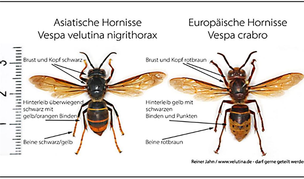 Vergleich der Asiatischen Hornisse (li.) mit der heimischen und geschützten Europäischen Hornisse. Quelle: Stadt Mühlacker/Reiner Jahn