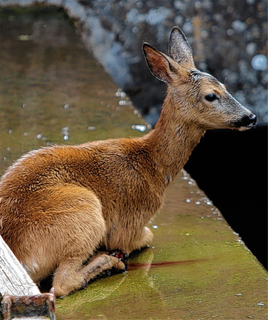 Reh ist offenbar wieder wohlauf