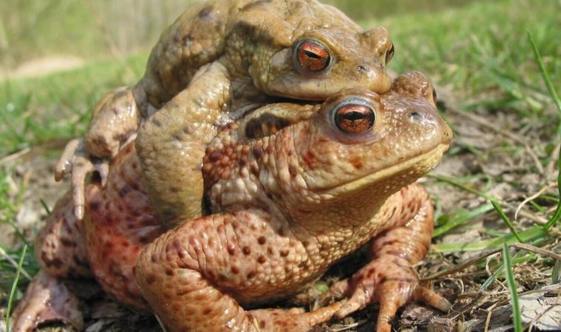 Verliebtes Erdkröten-Pärchen. Foto: Thomas Köberle