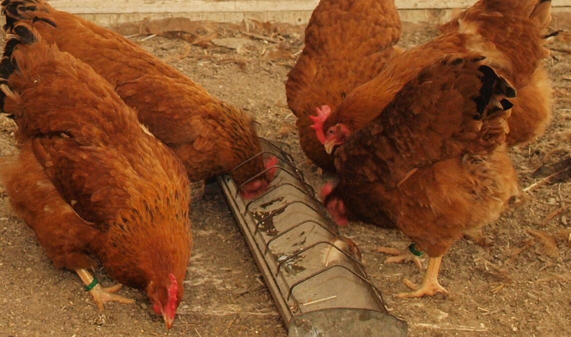 Veterinäramt: „Biosicherheits-Maßnahmen“ müssen weiterhin eingehalten werden. Symbolfoto: Archiv