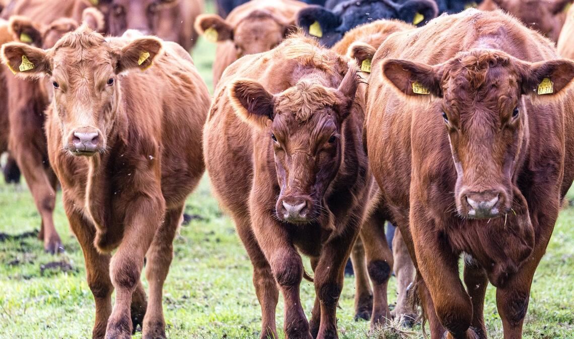 Viehdiebe schocken Landwirte in Südbrandenburg. (Symbolbild)