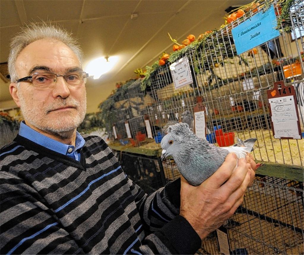 Viel Arbeit steckt Rudi Kazenmaier in seine Taubenzucht. Foto: Fotomoment