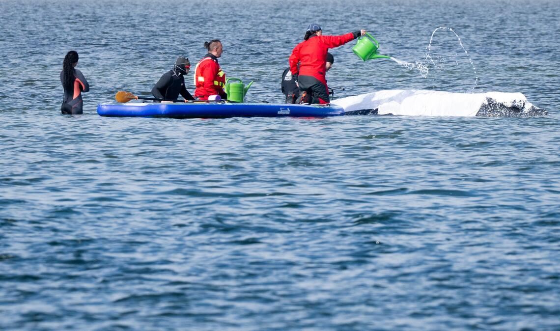 Viel Aufsehen um den Wal gibt es nur hierzulande.