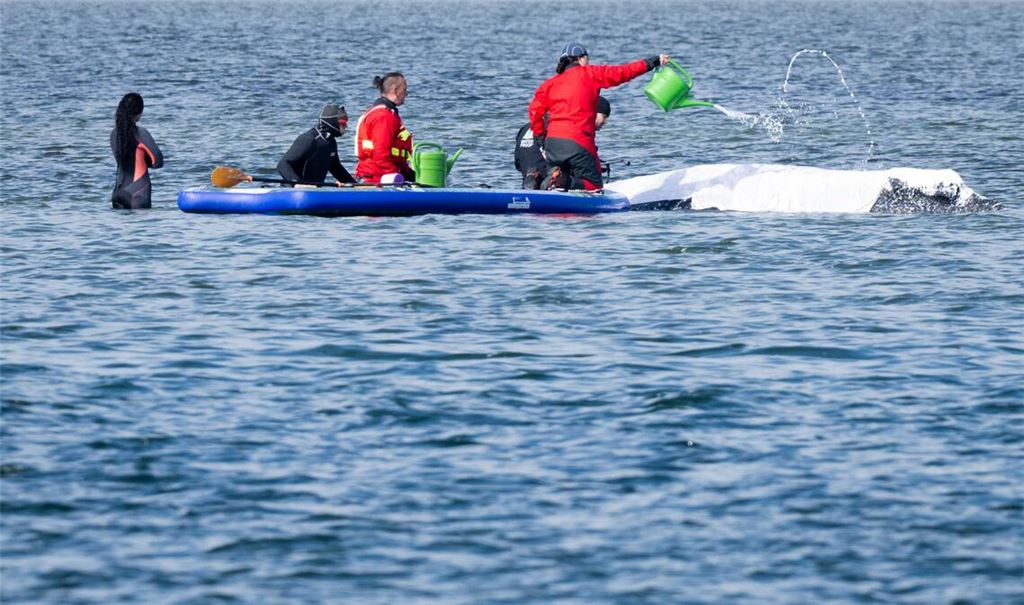 Viel Aufsehen um den Wal gibt es nur hierzulande.