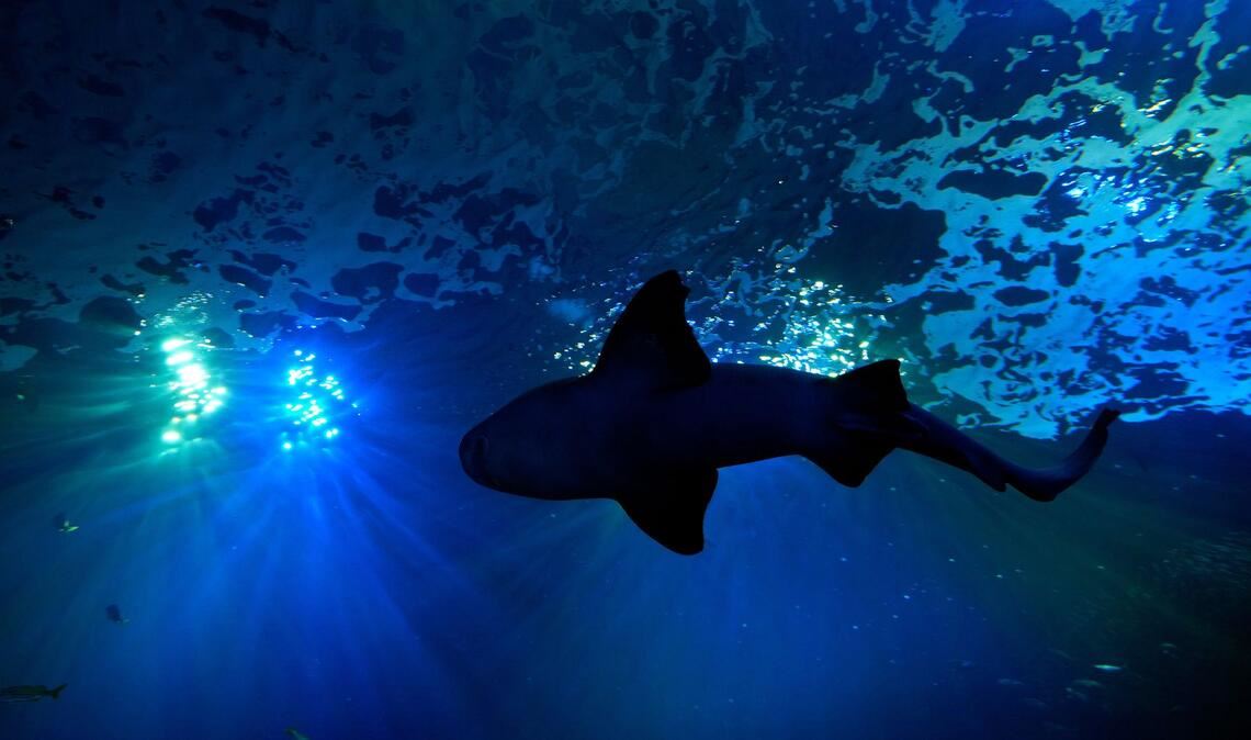Viel Platz für große Fische: Ein Hai schwimmt in einem 400.000-Liter-Becken im Mote Science Education Aquarium im kalifornischen Sarasota.