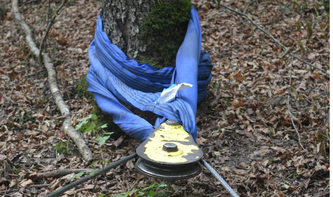 Viele Bäume sind geschädigt und müssen gefällt werden. Wie das geht, wird bei der Führung demonstriert. Über ein Seil ist der Baum mit dem Schlepper verbunden. Fotos: Stahlfeld