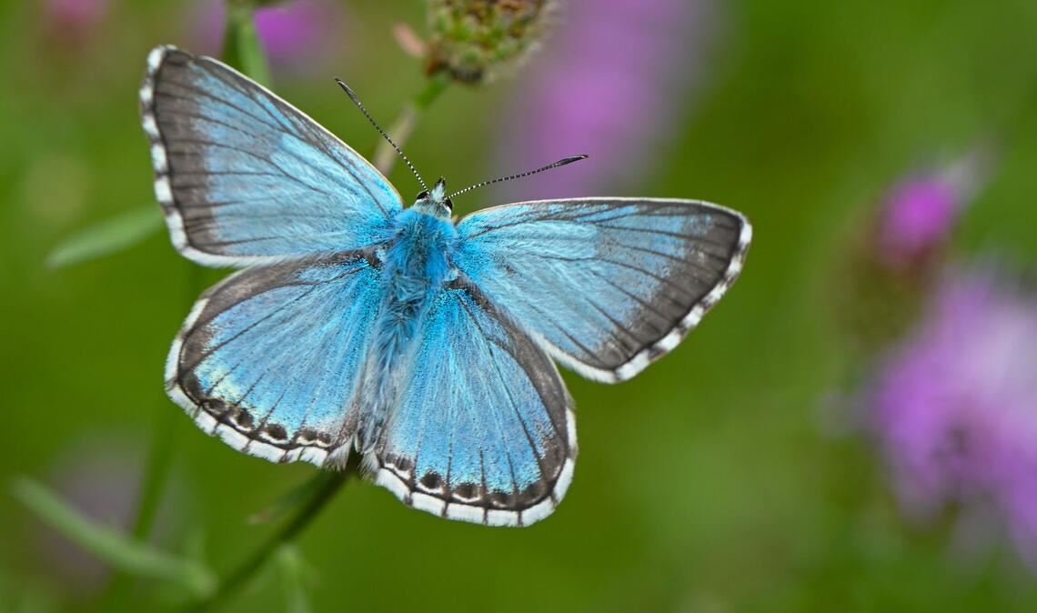 Viele Bläulings‑Arten haben sehr spezielle Pflanzenvorlieben. (Archivbild)