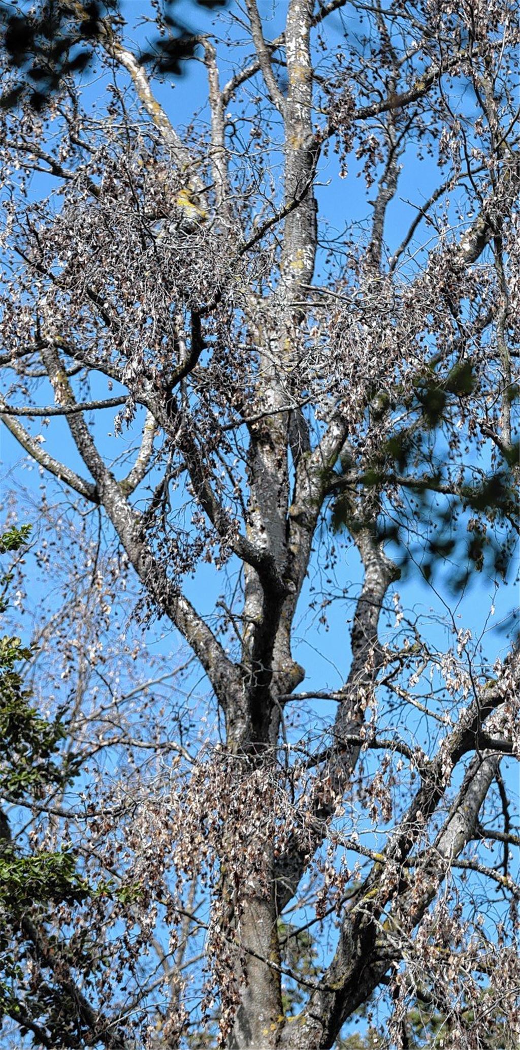 Alte Riesen fallen wie Zahnstocher