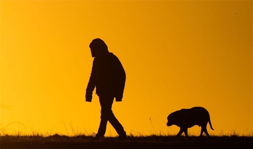 Viele Hundebesitzer bekommen es nicht mit, wenn ihre Tiere leiden. (Symbolbild)