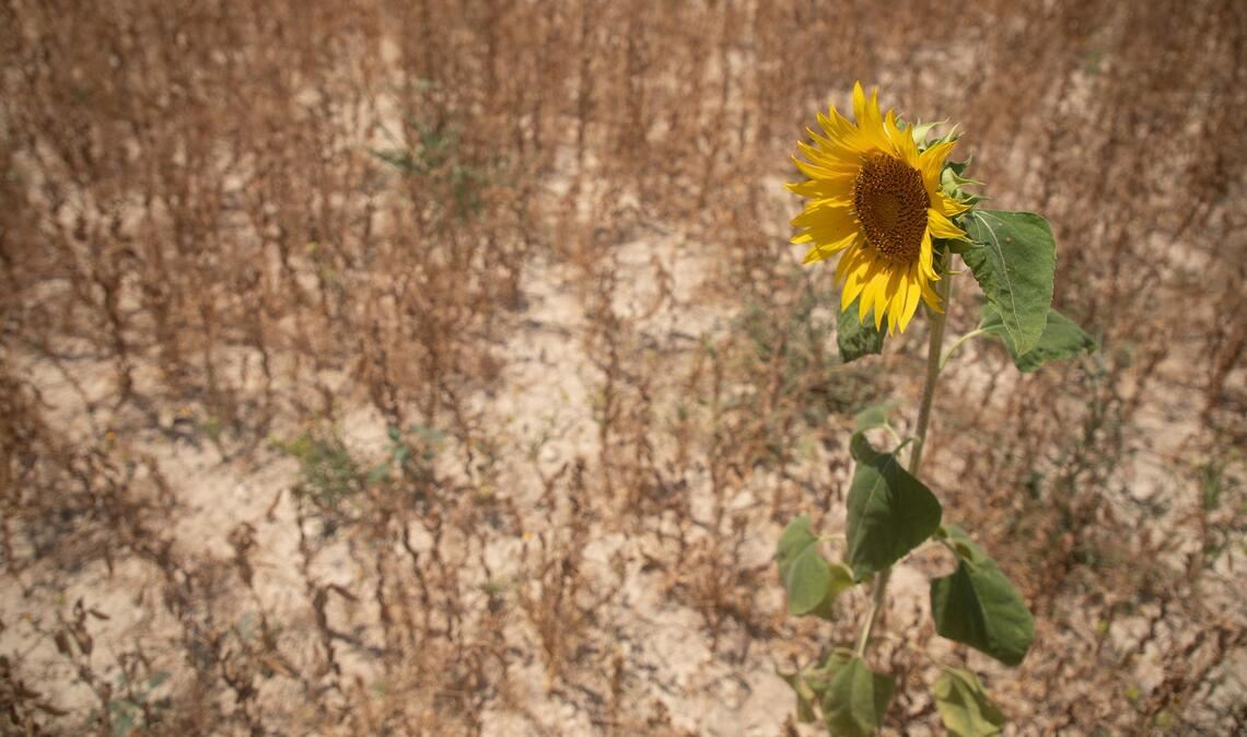 Viele Pflanzen haben ab 30 Grad Hitzestress (Archivbild)