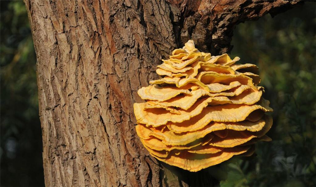 Viele Pilzarten wachsen nur auf alten oder toten Bäumen. Fotos: Lechner