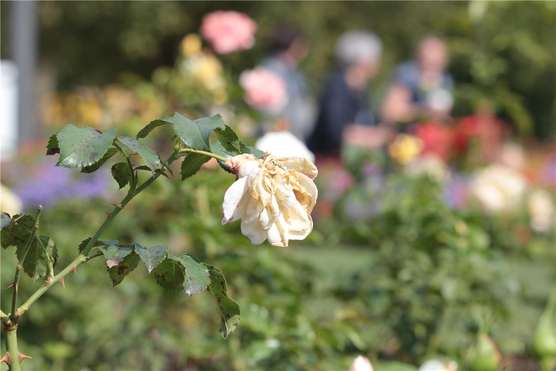 Viele Sommerblüten auf der Gartenschau senken mittlerweile ihre Köpfe.   Foto: Huber