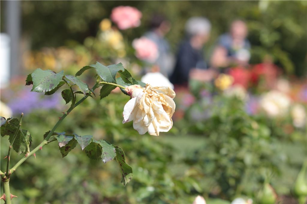 Viele Sommerblüten auf der Gartenschau senken mittlerweile ihre Köpfe.   Foto: Huber