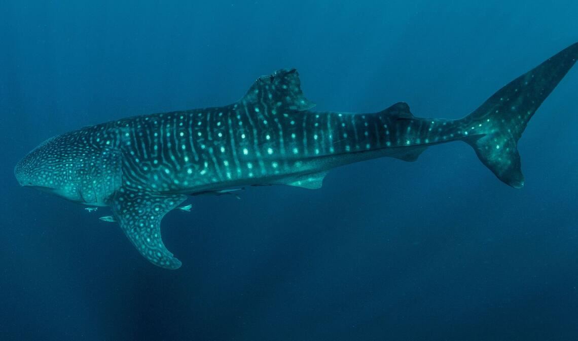 Viele Walhaie tragen Narben durch Fischerei und Tourismus Viele Walhaie weisen laut der Studie Verletzungen wie abgetrennte Flossen auf.
