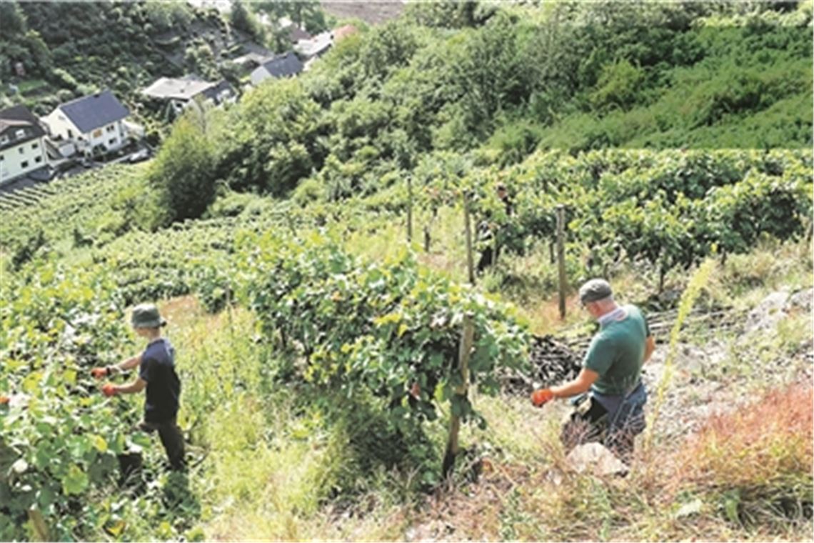 Wengerter helfen Kollegen in Flutregion Viele Weingüter im Ahrtal sind auf Unterstützung angewiesen, nachdem sie durch die Hochwasserkatastrophe massive Schäden erlitten haben. Fotos: privat