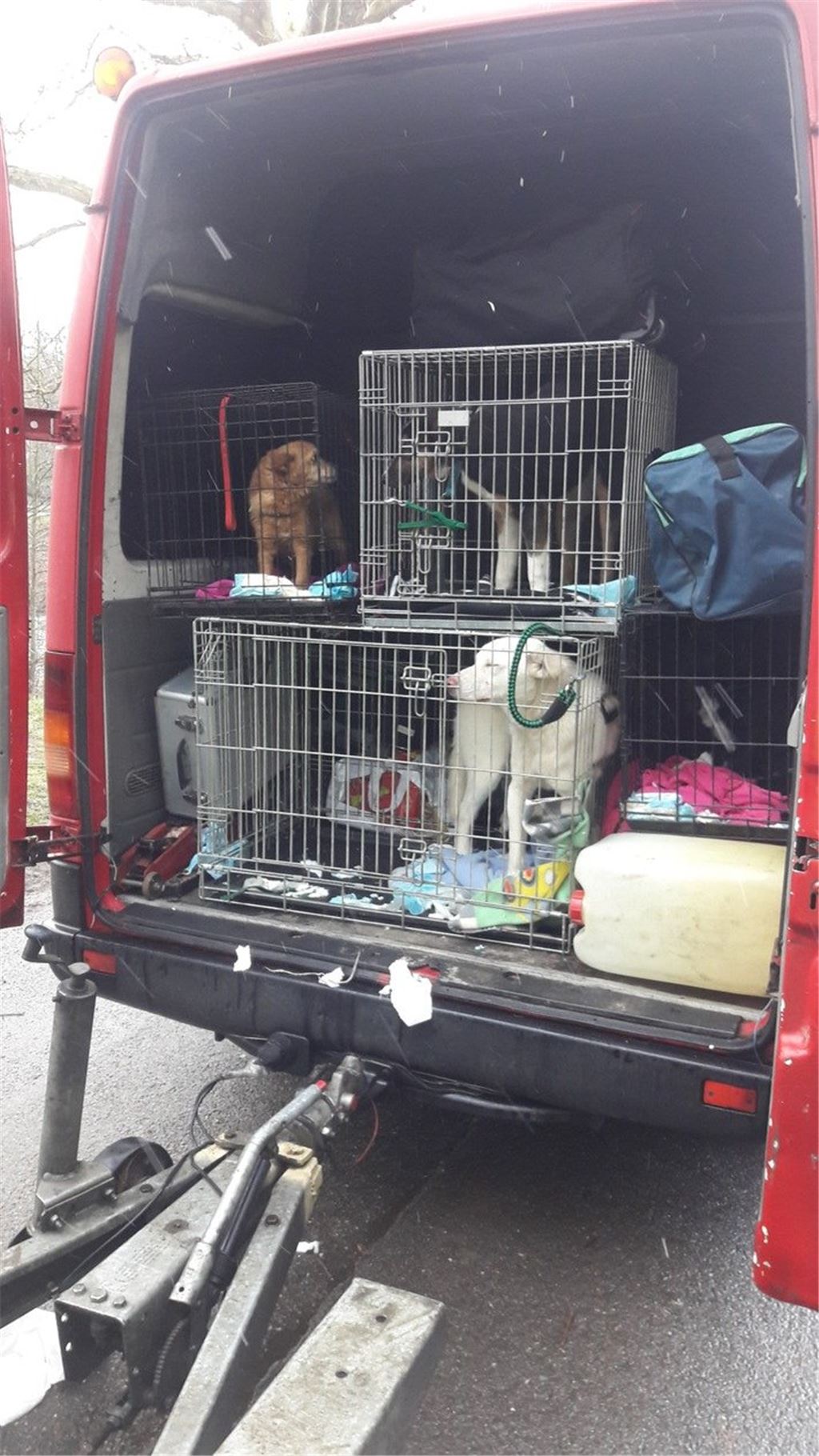 pol-ka-nachtrag-zur-meldung-vom-21-01-2019-15-57-uhr-vier-hunde-aus-kleinbus-befreit