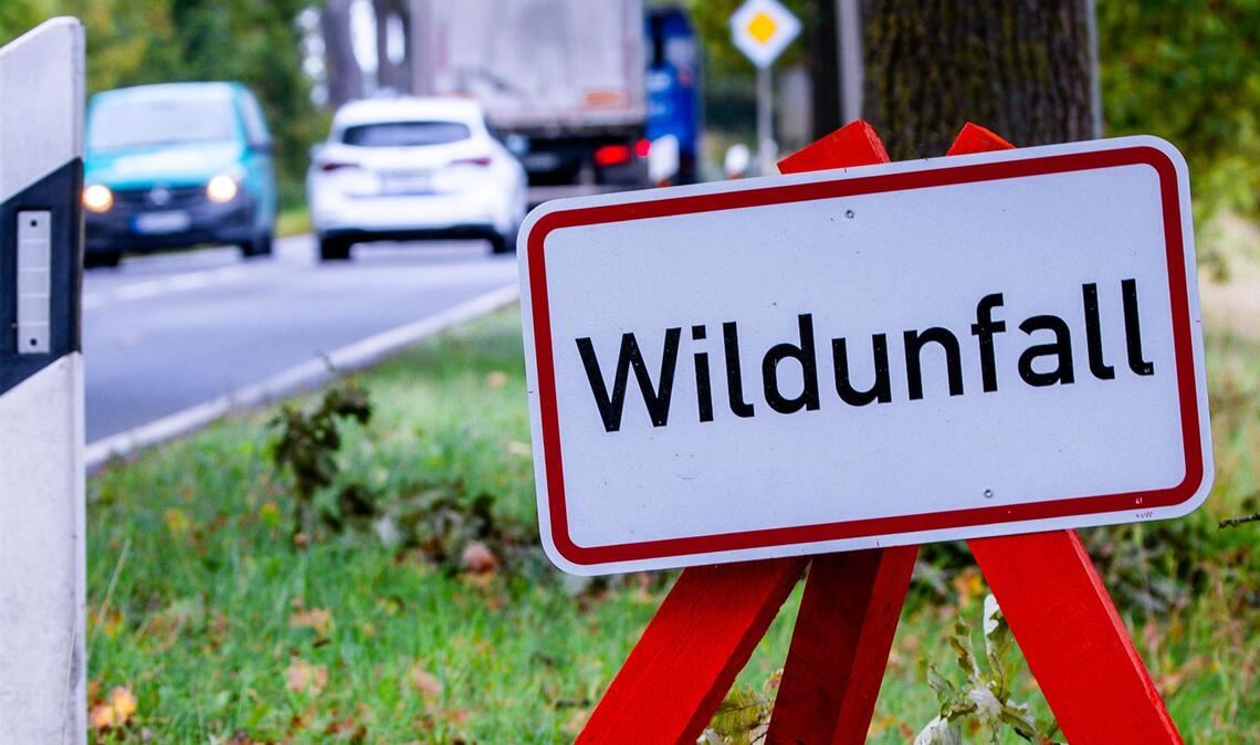 Vier Tiere kamen ums Leben (Symbolbild).