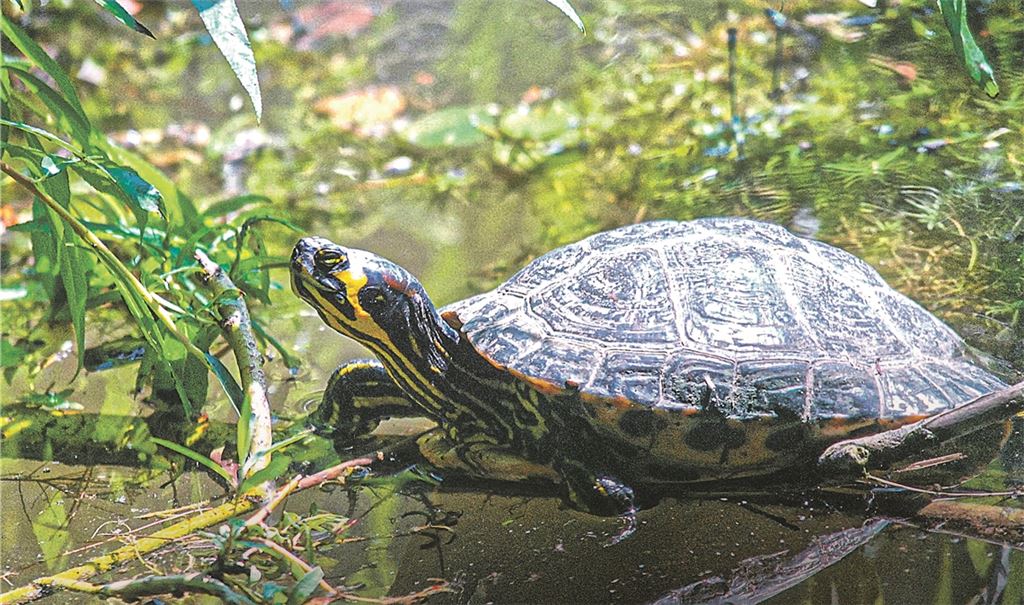 Vier der Einwanderer in hiesigen Gewässern: Rotwangen-Schildkröte, amerikanische Flusskrebse – in diesem Fall entdeckt im Aalkistensee bei Ölbronn –, Nilgänse und Nutrias. Fotos: Lechner