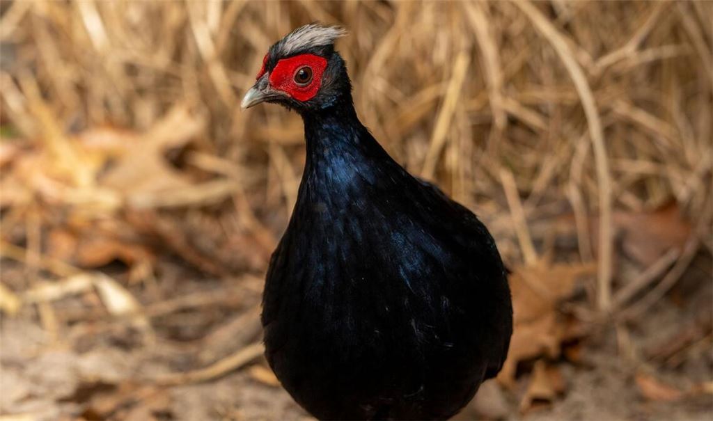 Vietnamesische Fasane gehören zu den seltensten Vogelarten der Welt.