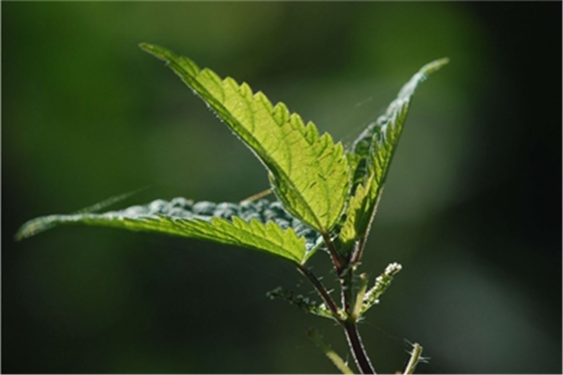 Vitaminbombe und schmackhafte Heilpflanze: die Brennnessel. Foto: Lechner 