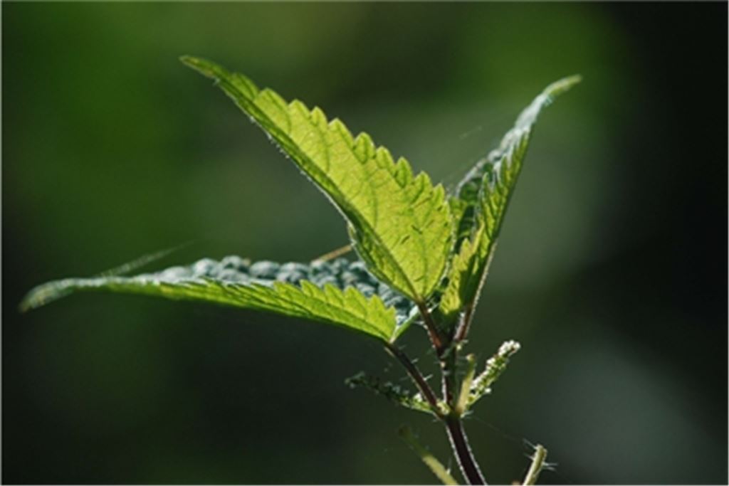 Vitaminbombe und schmackhafte Heilpflanze: die Brennnessel. Foto: Lechner 