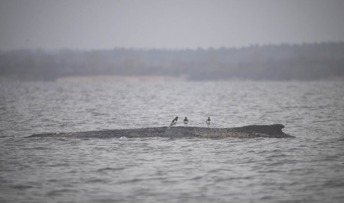 Vögel sitzen auf dem Rücken des Wals.