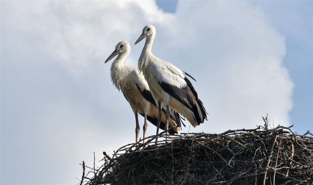 Vogelexperten bangen um die heimkehrenden Weißstörche (Symbolbild).