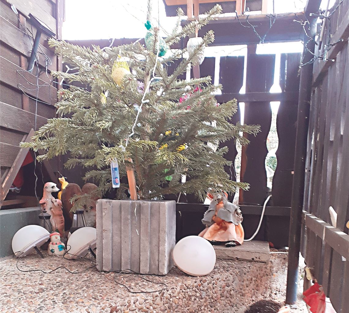 Vogelfutterbaum.