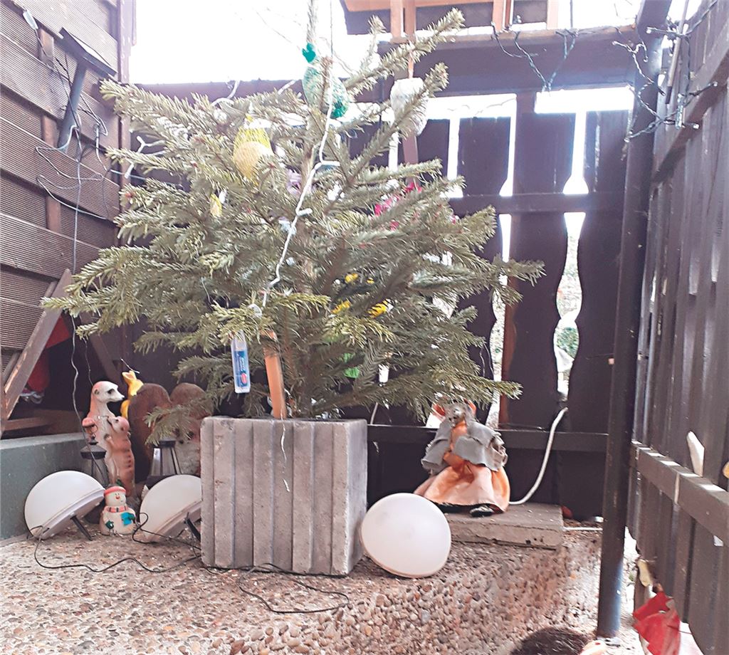 Vogelfutterbaum.