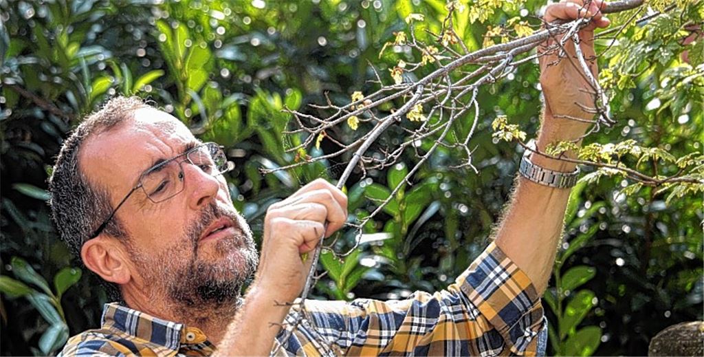Volker Kugel, Gartenexperte von der SWR-Sendung „Grünzeug“, begutachtet die Blätter des kranken Ahornbaums im Illinger Kirchgarten. Hat der Profi eine Lösung parat?