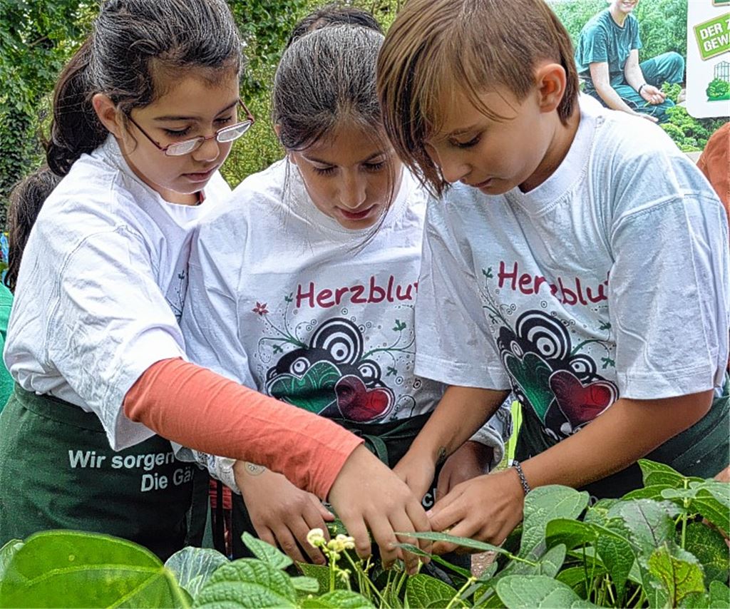 Kinder ernten heimisches Gemüse