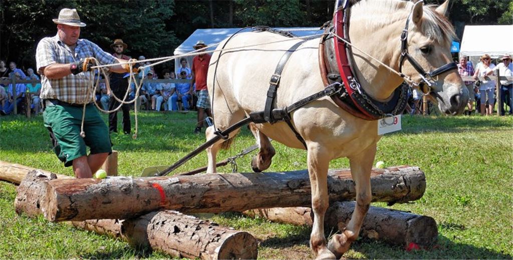 Vollen Körpereinsatz beweisen sowohl Mann als auch Pferd beim Holzrückerturnier bei Knittlingen.