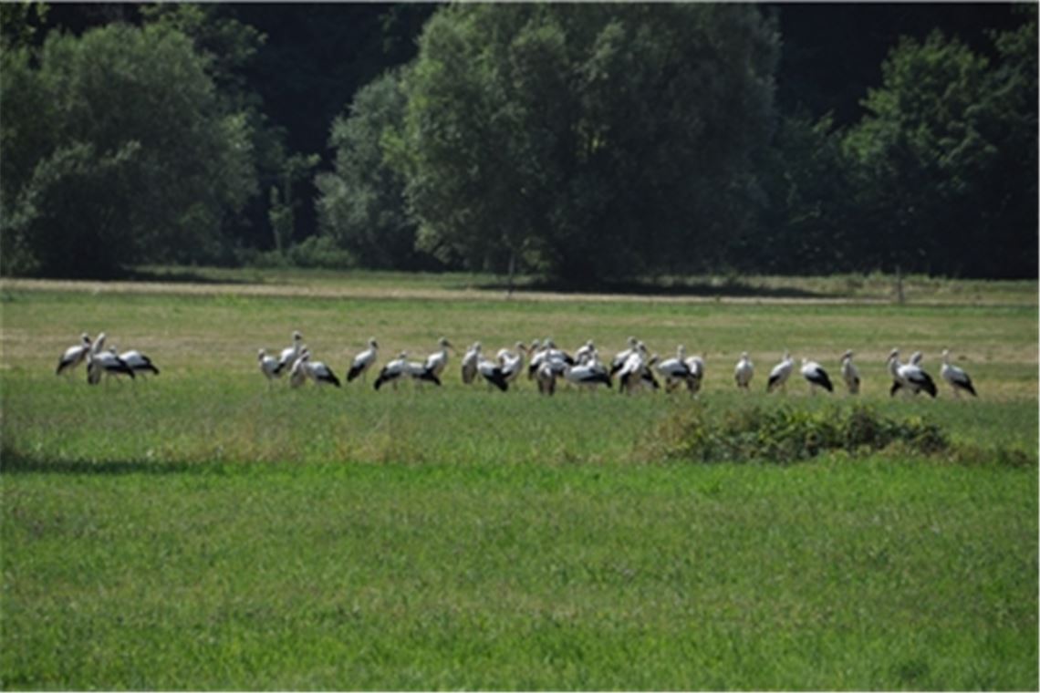 Faszinierendes Naturschauspiel Vollversammlung: Zeitweise haben sich Störche, vor allem Jungstörche, in großer Zahl im Enztal versammelt. Doch nun heißt es für einige Monate Abschied nehmen. Fotos: Bosch