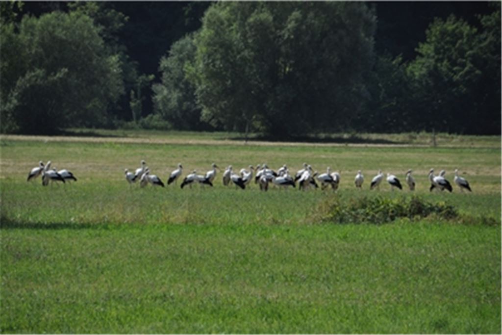 Vollversammlung: Zeitweise haben sich Störche, vor allem Jungstörche, in großer Zahl im Enztal versammelt. Doch nun heißt es für einige Monate Abschied nehmen. Fotos: Bosch