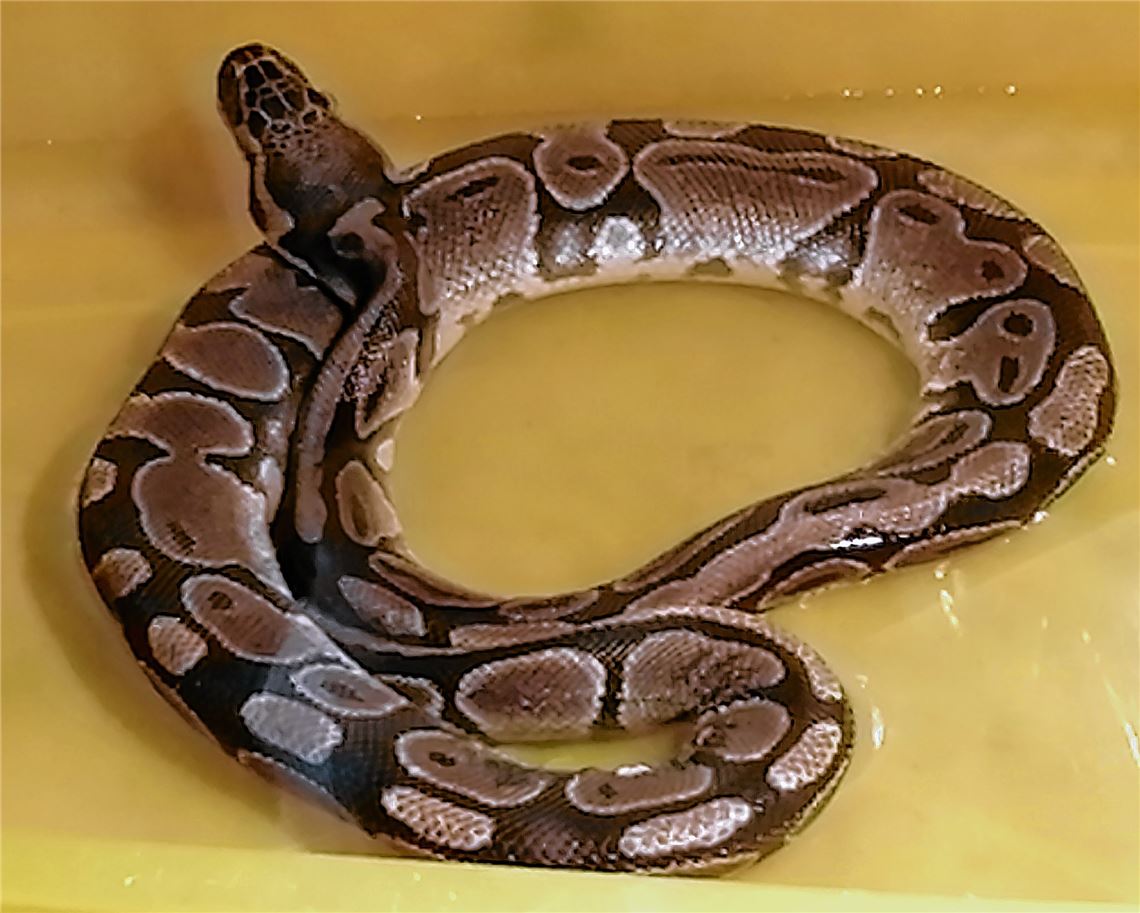 Vom Enzbergern Schrebergarten ins Pforzheimer Tierheim: der junge Königspython wartet auf seinen alten oder einen neuen Besitzer.privat